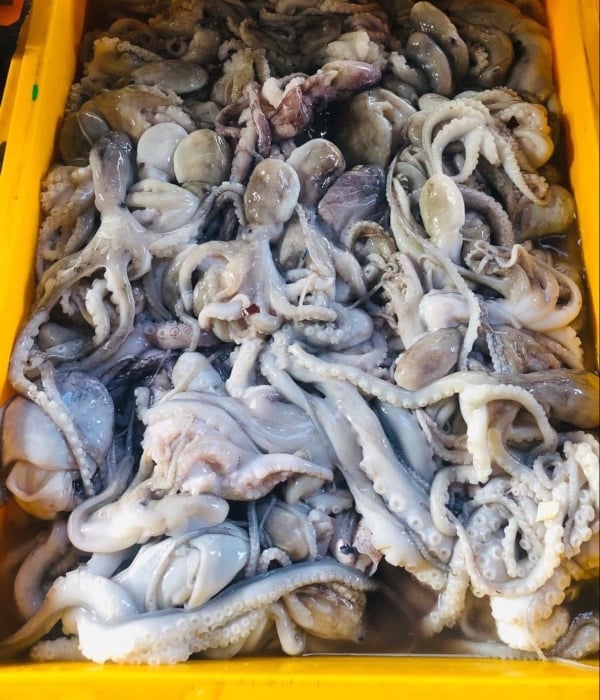 jenis sotong di Malaysia