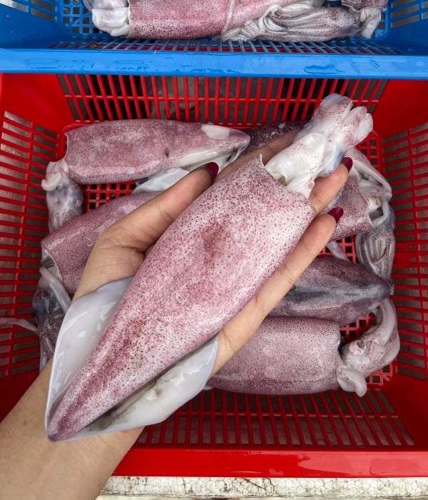 jenis sotong di Malaysia