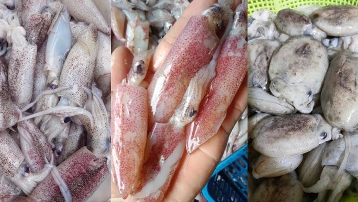 jenis sotong di Malaysia