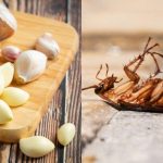 6 Kegunaan Bawang Putih Untuk Halau Haiwan Perosak Di Rumah, Gerenti Tak Berani Dekat!