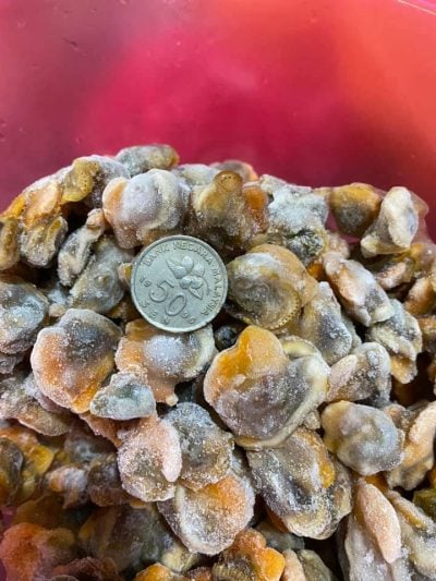 kerang frozen