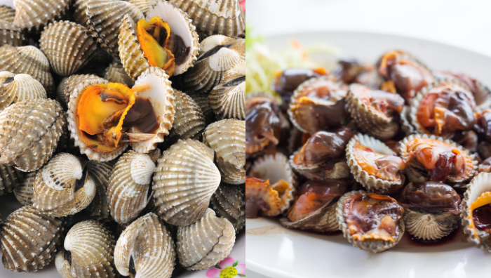 kerang frozen