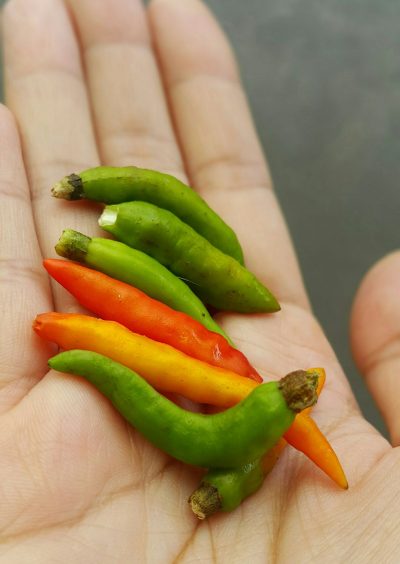 petua-masakan-cili-tak-pedas-menyengat
