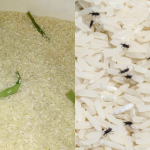 Letak Daun ‘Ini’ Dalam Bekas Beras, Confirm Bebas Kutu & Beras Jadi Wangi!