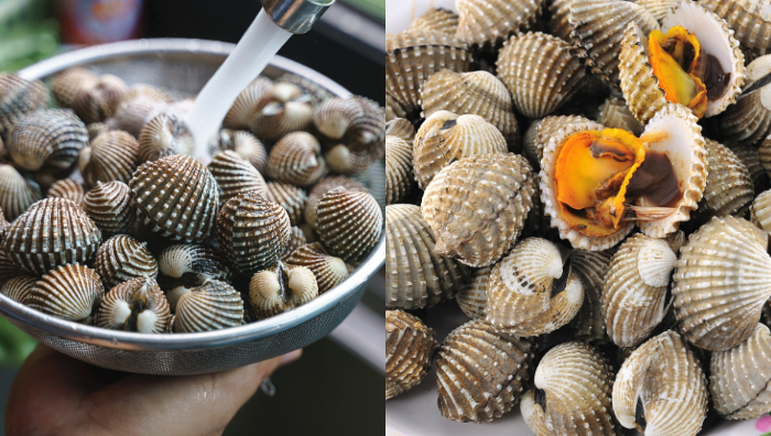 kulit kerang