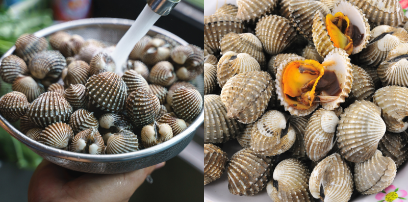 kulit kerang