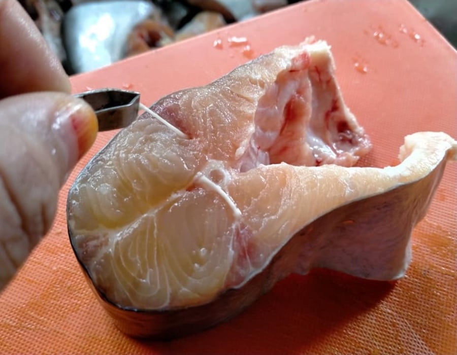 buang hanyir ikan patin