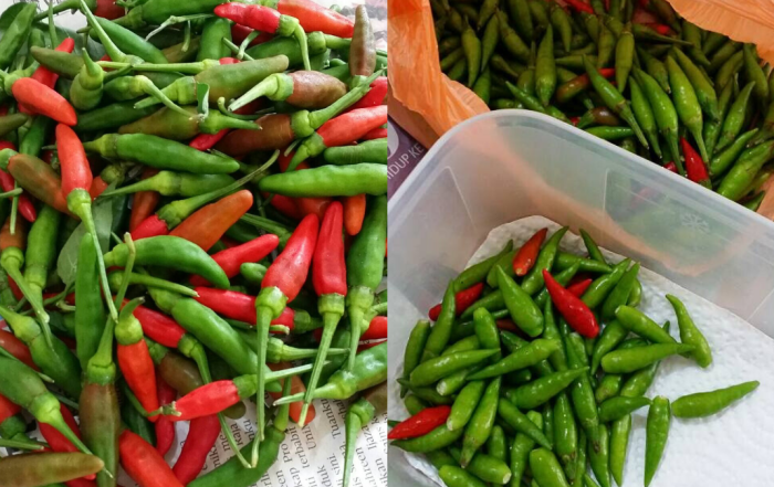 cili padi merah