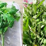 Cara Simpan Daun Masakan Supaya Tahan Berbulan, Tetap Hijau & Segar Macam Baru Petik!