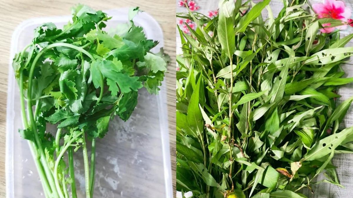 cara simpan daun masakan