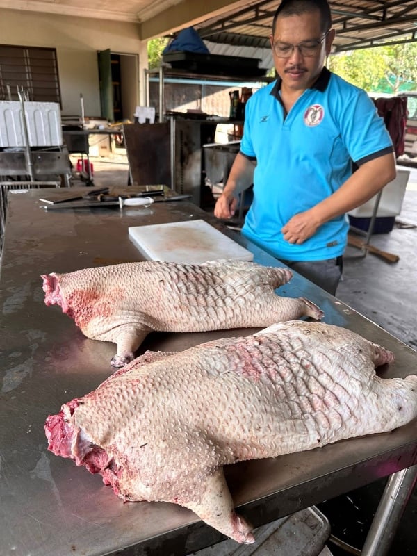 daging landak untuk dijual