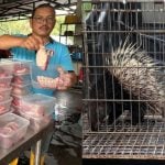 Lelaki Jual Daging Landak Curi Perhatian Netizen, Ada Yang Kata Sedap Buat Rendang!
