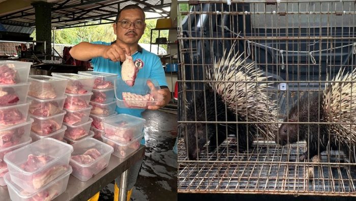 daging landak untuk dijual