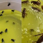 Petua Halau Lalat Dan Lipas Paling Menjadi, Campur 5 Bahan Dapur Saja!