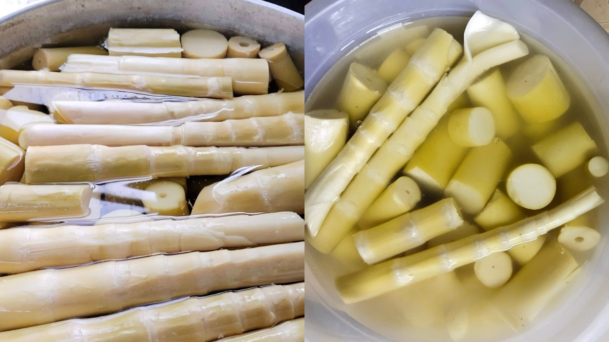 petua simpan rebung