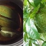 Bukan Sekadar Buah Saja Sedap, Rupanya Air Rebusan Daun Durian Belanda Ada 7 Khasiat Tersembunyi