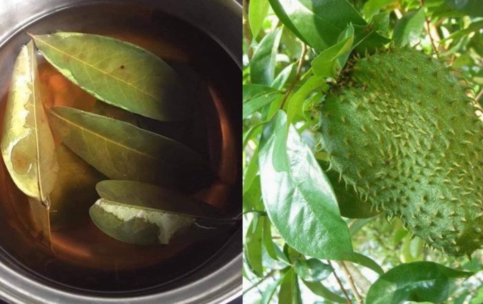 air daun durian belanda