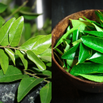 Petua Daun Kari Tahan Lama & Wangi Macam Baru Petik, Ini Cara Simpan Dalam Peti Sejuk