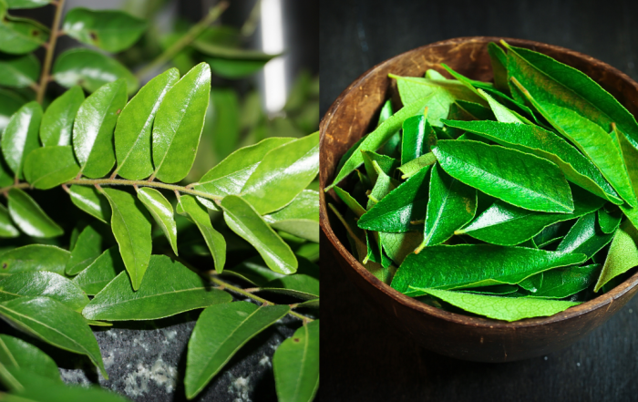 daun kari