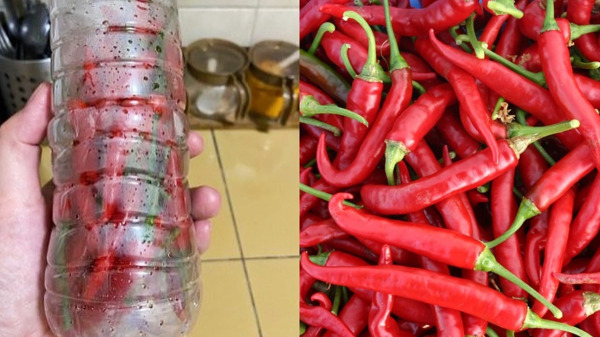 petua simpan cili
