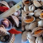Wanita Kongsi Tips Masak Kerang Turun-Temurun Dari Ibu, Isi Bersih & Terbuka Cantik!