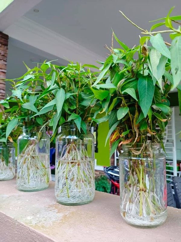 cara tanam daun kesum