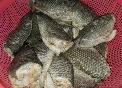 ikan darat