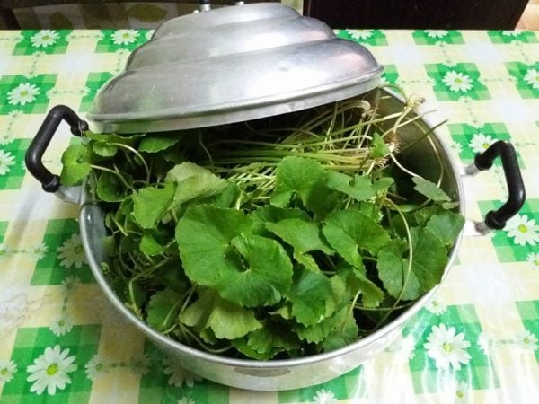 daun pegaga