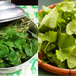 Cara Simpan Daun Pegaga Tanpa Peti Sejuk, 4-5 Hari Pun Masih Segar & Kekal Hijau!