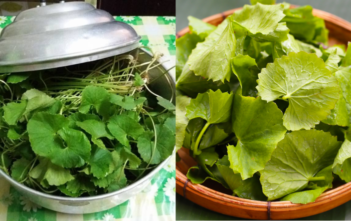 daun pegaga