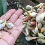 Makan Buah Lemba Boleh Kawal Nafsu Minum Manis, Ini Khasiatnya Yang Ramai Tak Tahu