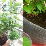 Petua Pokok Kesum Cepat Berakar & Subur Merimbun, Hanya Siram Guna Air Bawang Merah