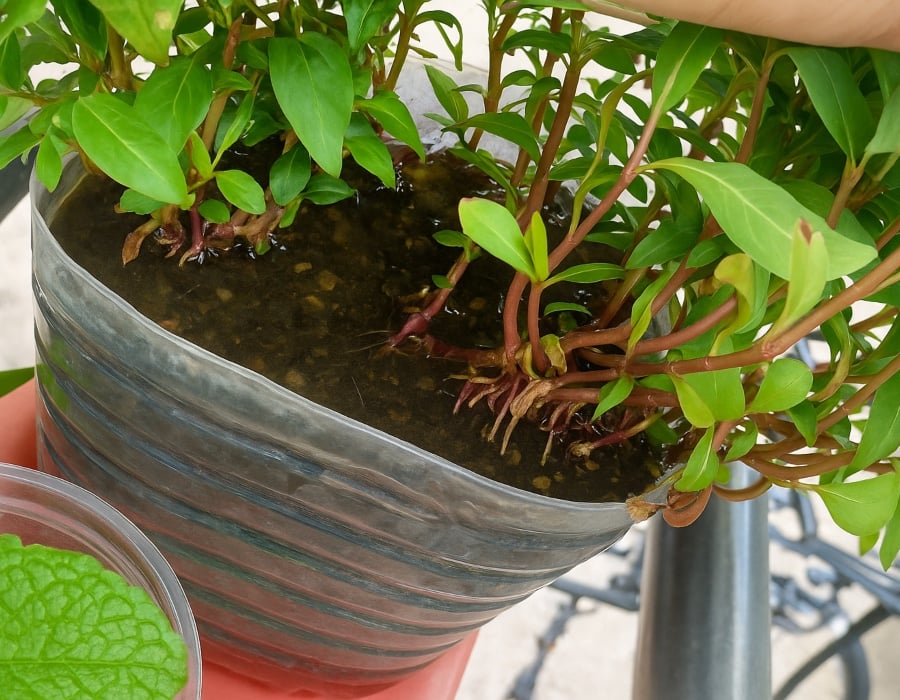 pokok kesum