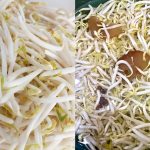 Tips Tauge Tahan Lama Dalam Peti Sejuk, Kekal Putih & Rangup Walau Berhari-Hari!