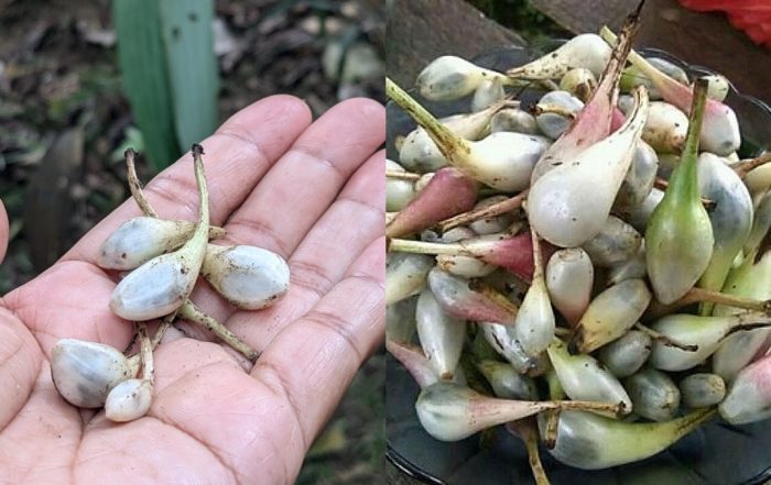 khasiat buah lemba
