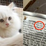 Makanan Kucing Rupanya Ada Hati Babi, Halal Ke Nak Bagi Si Bulus Makan?