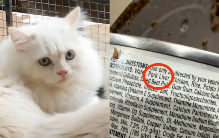 wetfood kucing
