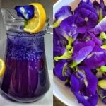 Air Bunga Telang Selasih, Di Sebalik Warna Lembut & Cantik Tersimpan Satu Rahsia