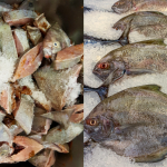 Cara Cuci Ikan Bawal Hitam, Guna Cara Mudah Ini Hilang Segala Bau Hanyir!
