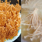 Cara Goreng Cendawan Enoki Rangup, Tak Berminyak & Kekal Garing Walaupun Dah Sejuk!