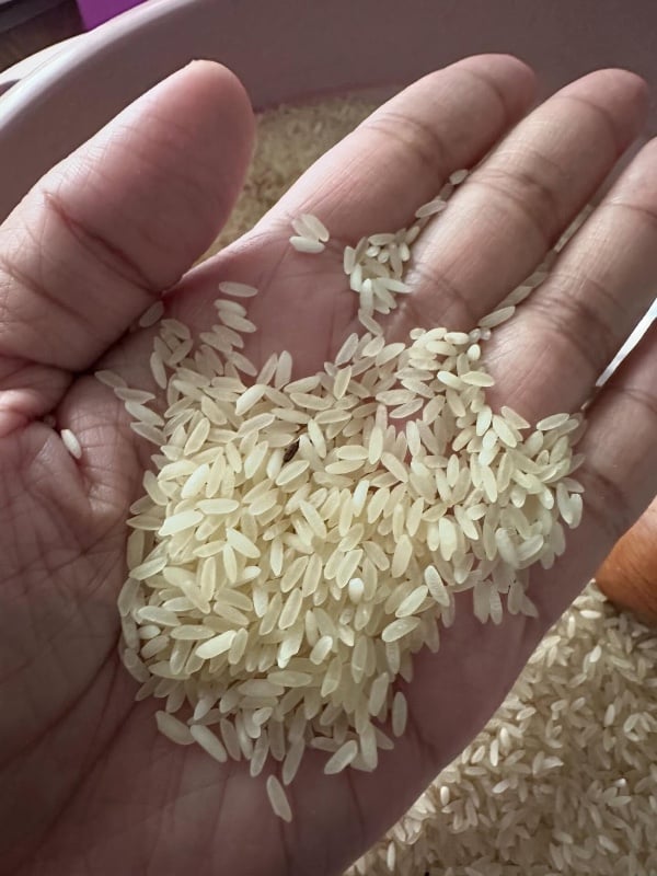 cara hilangkan kutu beras