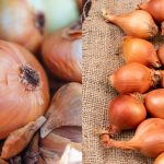 6 Cara Simpan Bawang Bombay Supaya Tak Cepat Berkulat, Memang Tahan Lama!