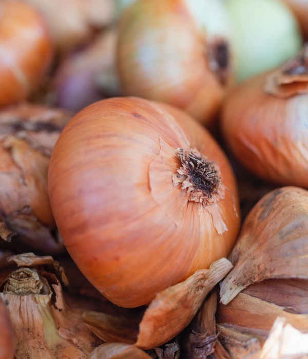 cara simpan bawang bombay