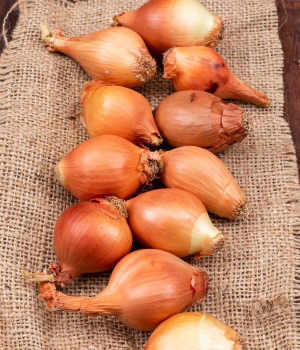 cara simpan bawang bombay