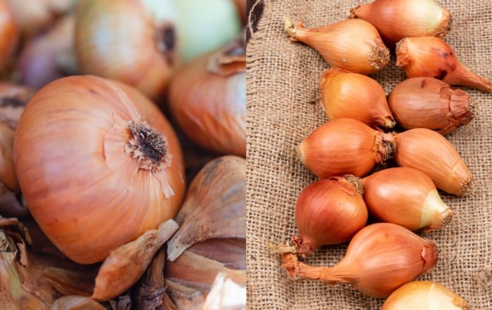 cara simpan bawang bombay