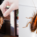 Petua Elak Lipas Bersarang Dalam Kabinet Dapur, Cara Semula Jadi Tanpa Guna Racun!