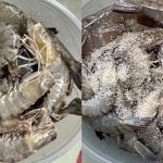 Cara Simpan Udang Tahan Lama, Tabur Sedikit Bahan Rahsia Terus Segar Macam Baru Naik Dari Laut