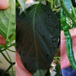 Cara Buat Spray Serangga Paling Selamat Untuk Pokok Cili, Sekali Sembur Lalat Putih Terus Lari!