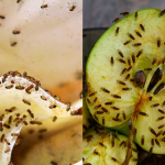 Cara Halau Bari-Bari Dari Hinggap Buah & Sayur, Seekor Pun Takut Nak Datang!