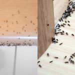 Cara Halau Semut Di Dapur Guna Bahan Semula Jadi, Tak Perlu Pakai Spray Racun!